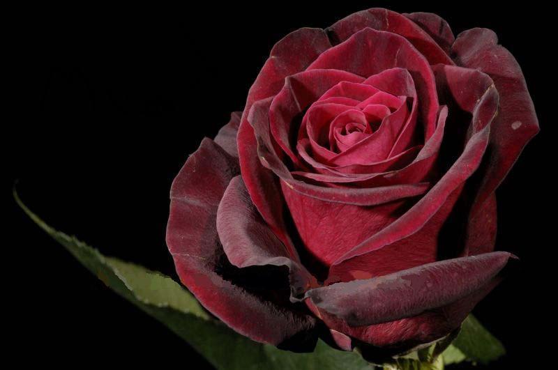 گل شعله پوش